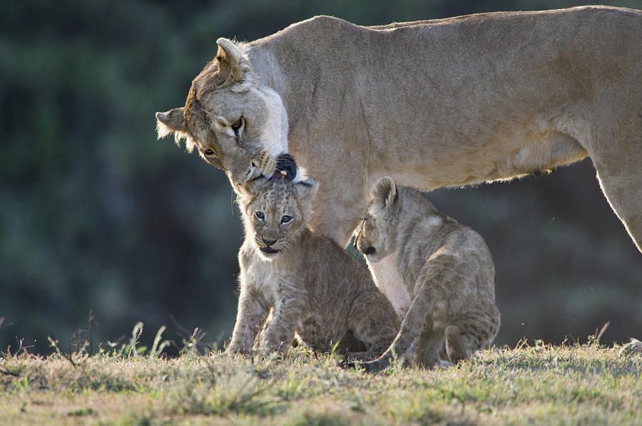 Nature Photograph - Lioness Panthera Leo With Its Cubs #1 by Animal Images
