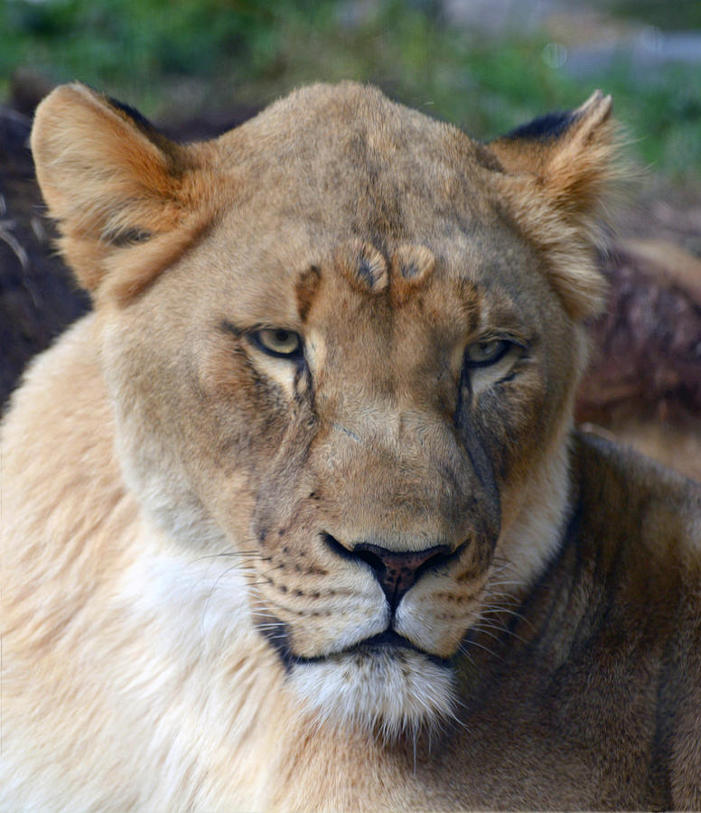 Nature Photograph - Lioness #1 by Savannah Gibbs
