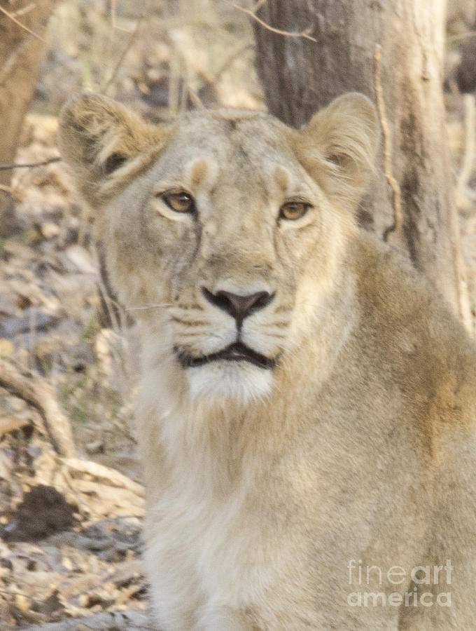 Wildlife Photograph - Lioness Stare #1 by Pravine Chester