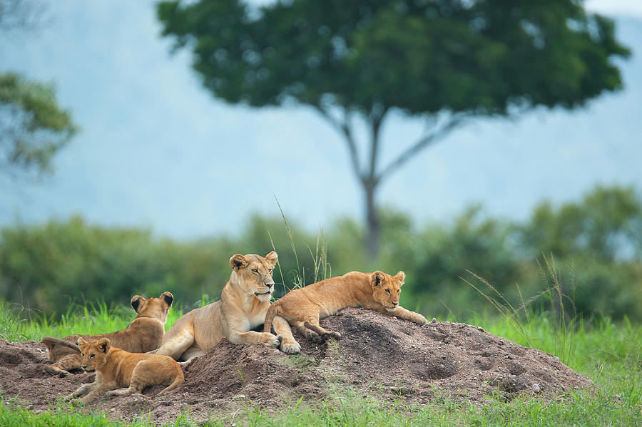 Lioness With Cubs In The Green Plains #1 Photograph by Guenterguni