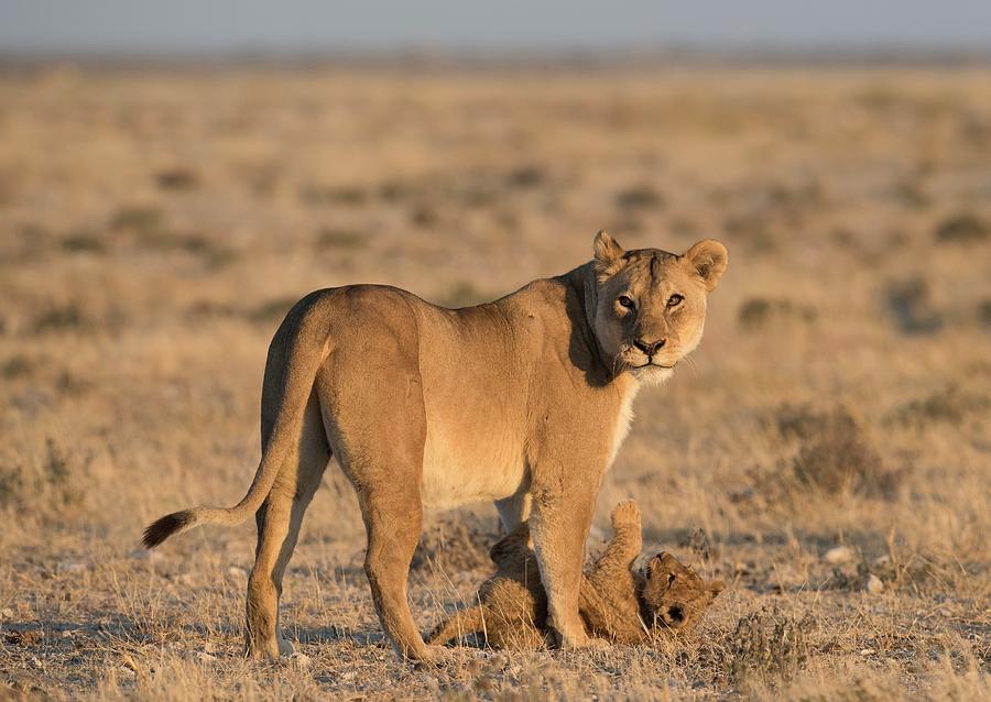 Nature Photograph - Lioness With Playful Cub #1 by Tony Camacho/science Photo Library