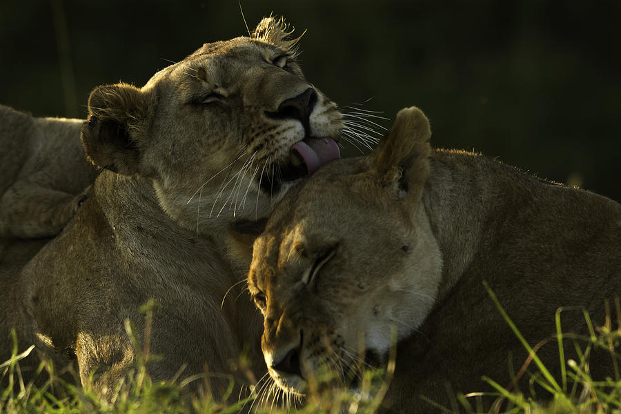 Lionesses Grooming #1 Photograph by Manoj Shah