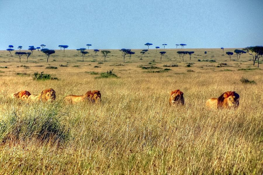 Lions at Masai Mara Game Reserve in Kenya #1 Photograph by Paul James Bannerman