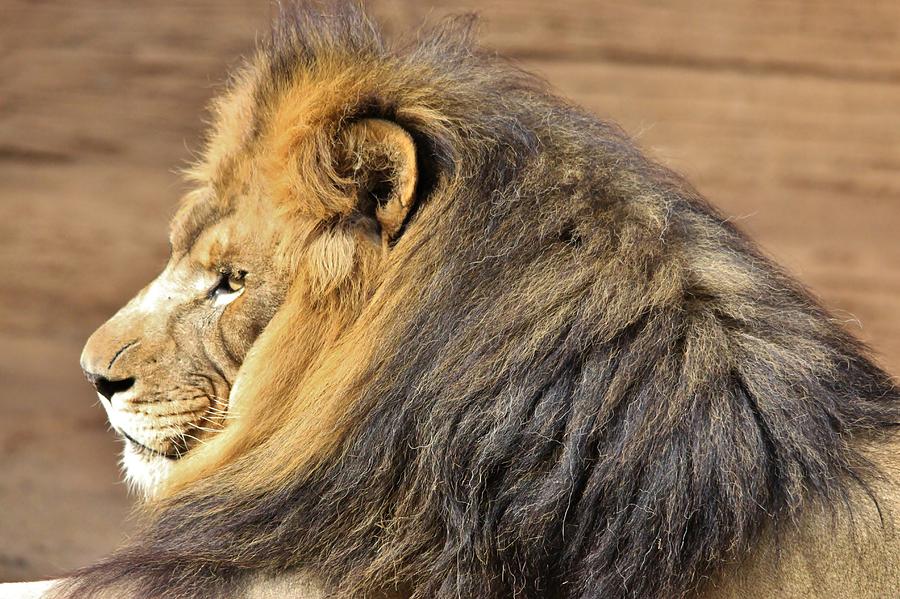 rainbow mane lion