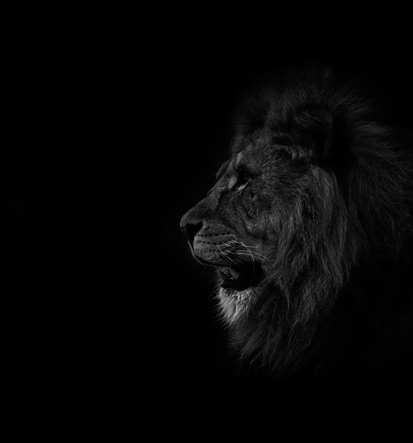 Lion Photograph - Lions Roar #1 by Martin Newman