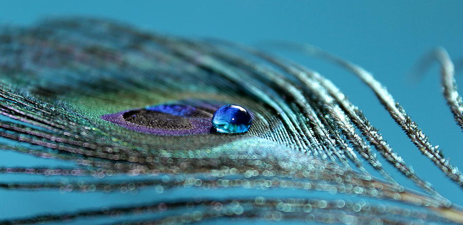 Peacock Photograph - Liquid Blue #2 by Krissy Katsimbras