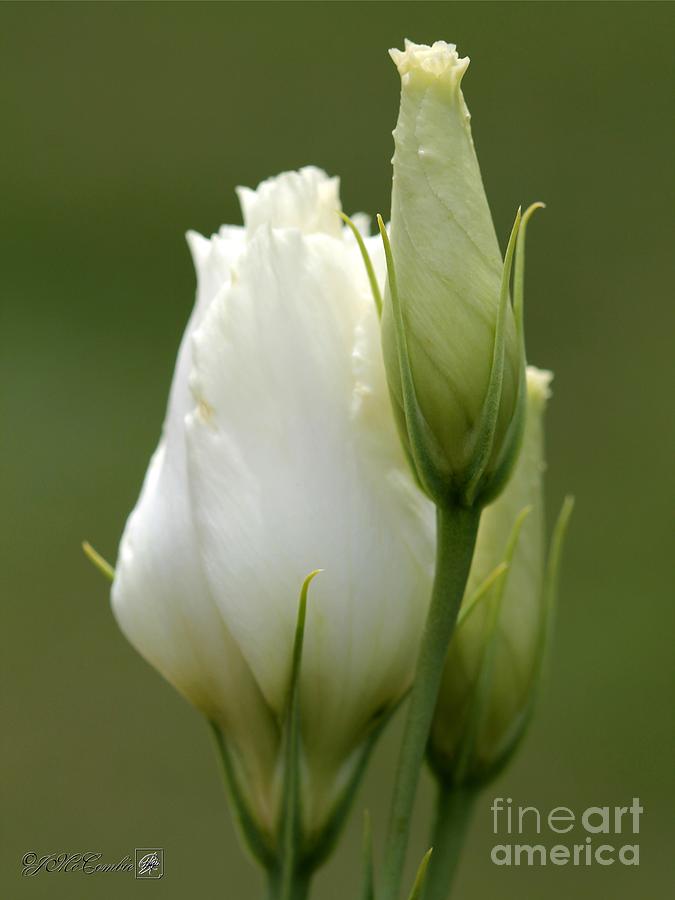 Flower Photograph - Lisianthus named Echo Pure White #4 by J McCombie