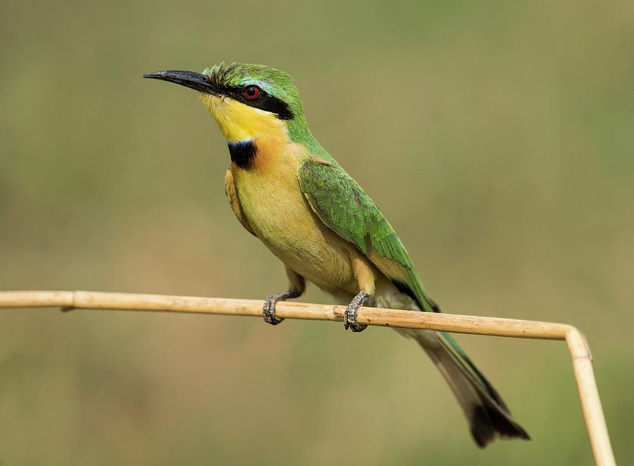 Little Bee-eater #1 Photograph by Tony Camacho/science Photo Library