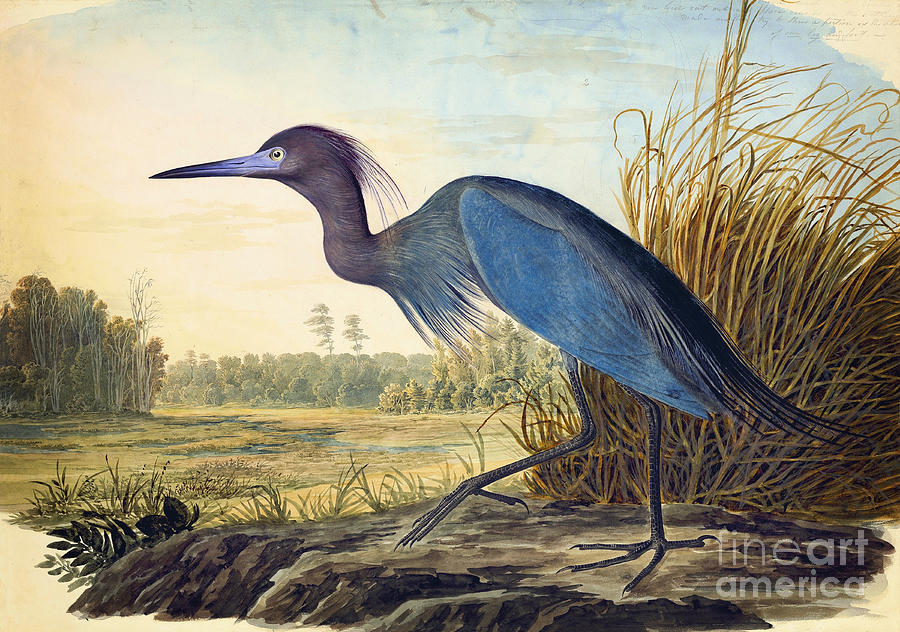John James Audubon Drawing - Little Blue Heron #1 by Celestial Images