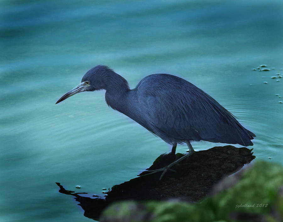 Little Blue Heron #1 Photograph by Joseph G Holland
