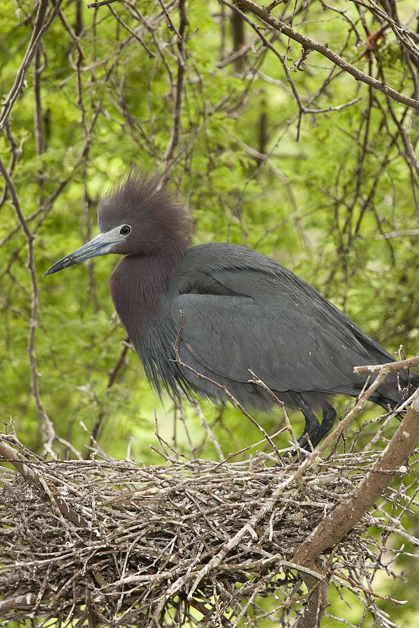 Little Blue Heron On Nest Texas #1 Photograph by Tom Vezo