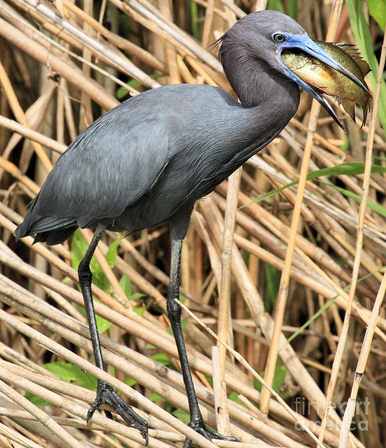 Everglades National Park Photograph - Little Blue Mouthful #1 by Adam Jewell