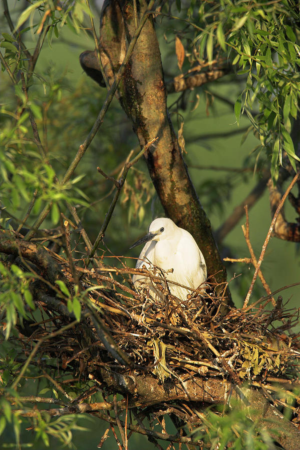 Heron Photograph - Little Egret (egretta Garzetta #1 by Martin Zwick