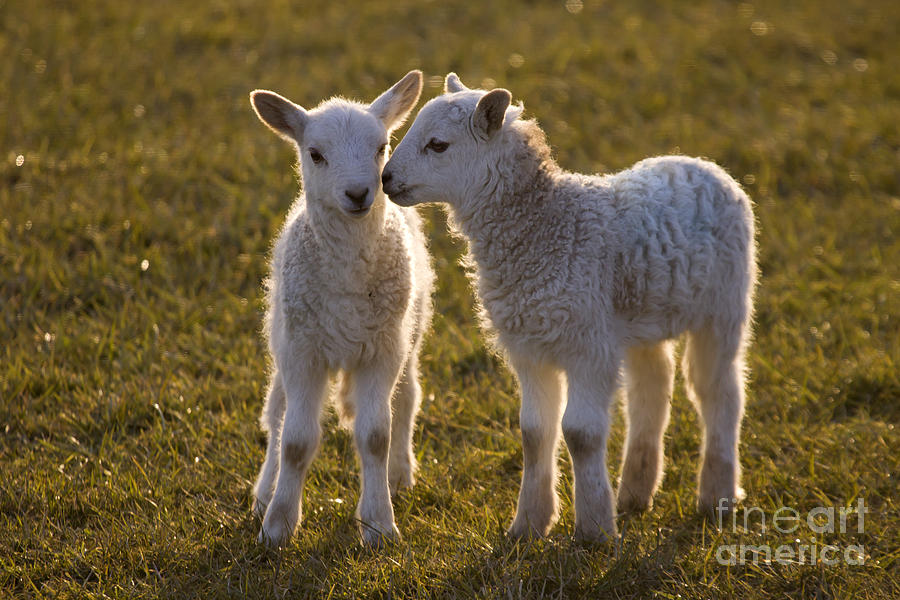 Sheep Photograph - Little Gossips by Angel Ciesniarska Sheep Photograph - Little Gossips by Angel Ciesniarska