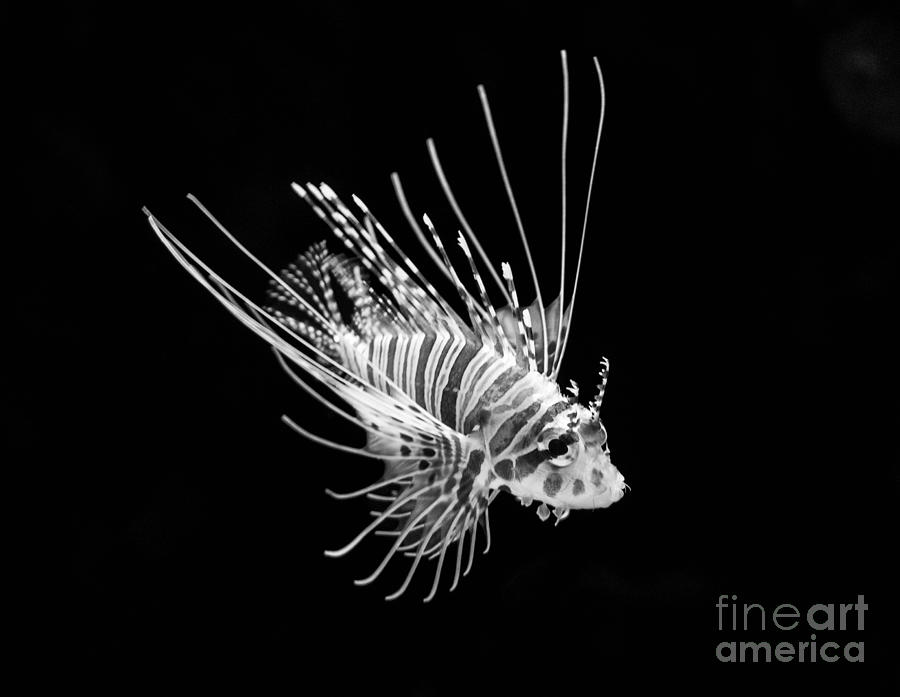 Fish Photograph - Little Lionfish #1 by Jamie Pham