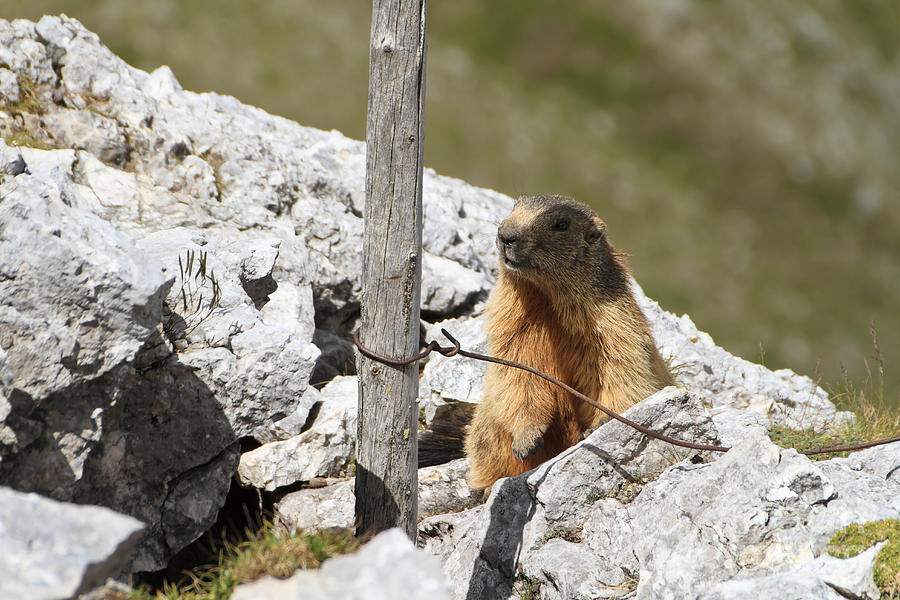 Little Marmot #1 Photograph by Antonio Scarpi