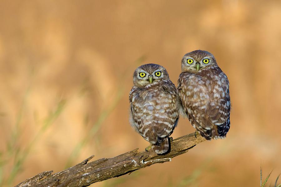 Little Owl Athene Noctua Couple Photograph by Photostock-israel