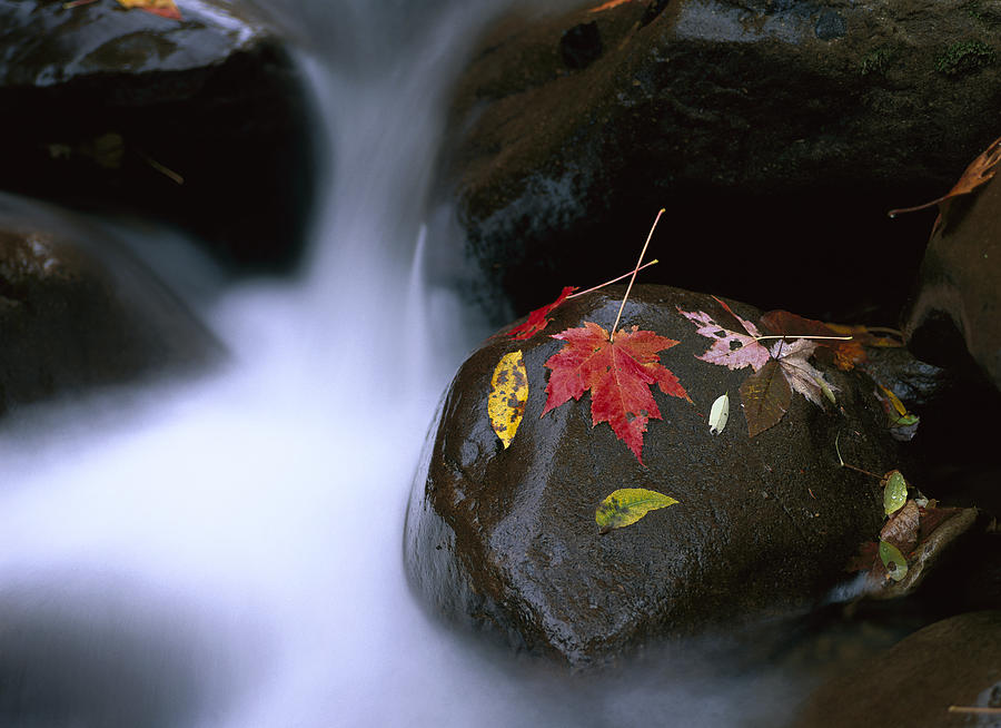 Little Pigeon River And Fall Maple #1 Photograph by Tim Fitzharris