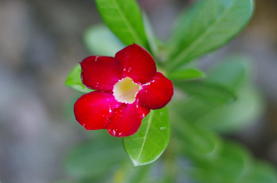 Little Red Flower Photograph by Camilla Fuchs - Fine Art America