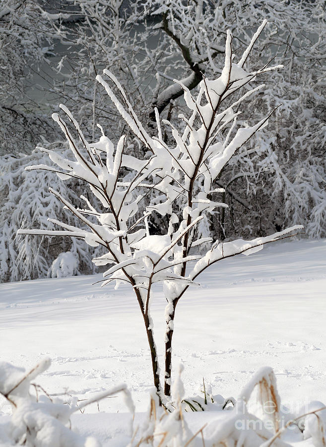 Little Snow Tree #2 Photograph by Karen Adams