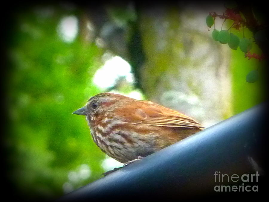 Little Sparrow  #1 Photograph by Susan Garren