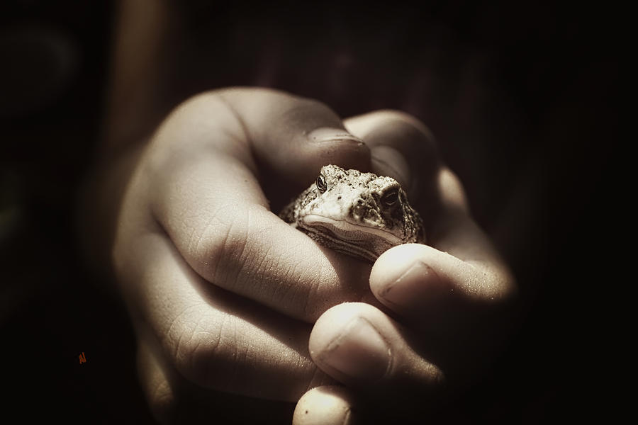 Little Toad #1 Photograph by Adam Vance