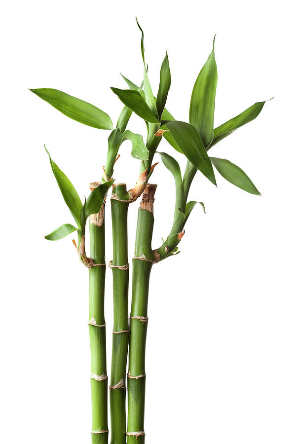 Live Bamboo Plant Isolated On White #1 Photograph by Jill Fromer