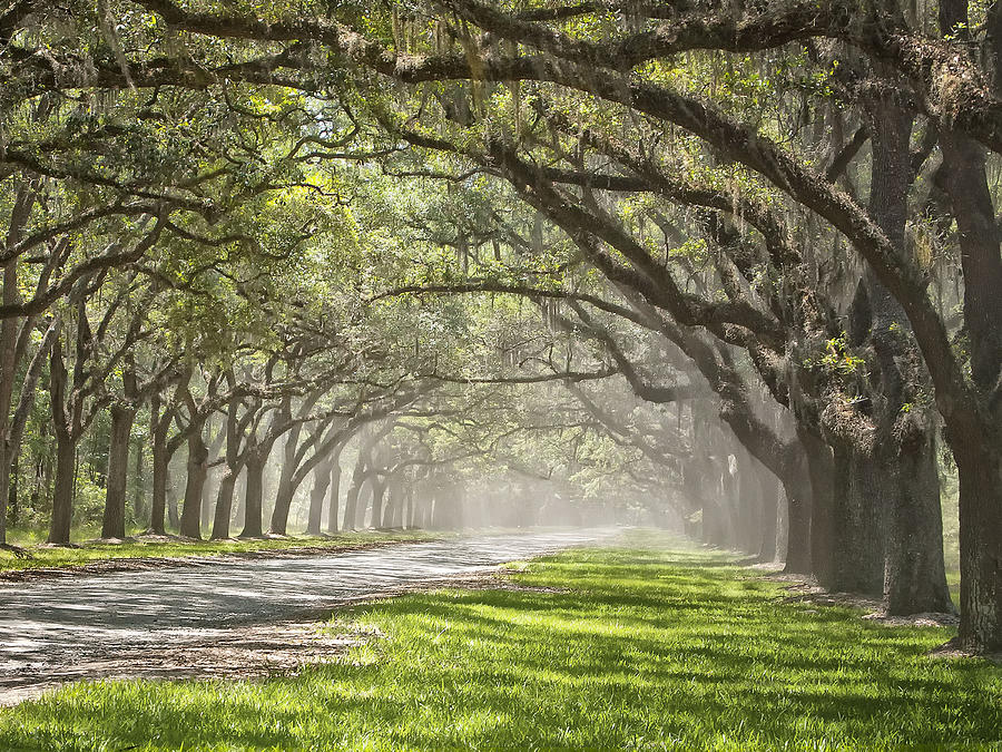 Tree Photograph - Live Oak Allee #1 by Sandra Anderson