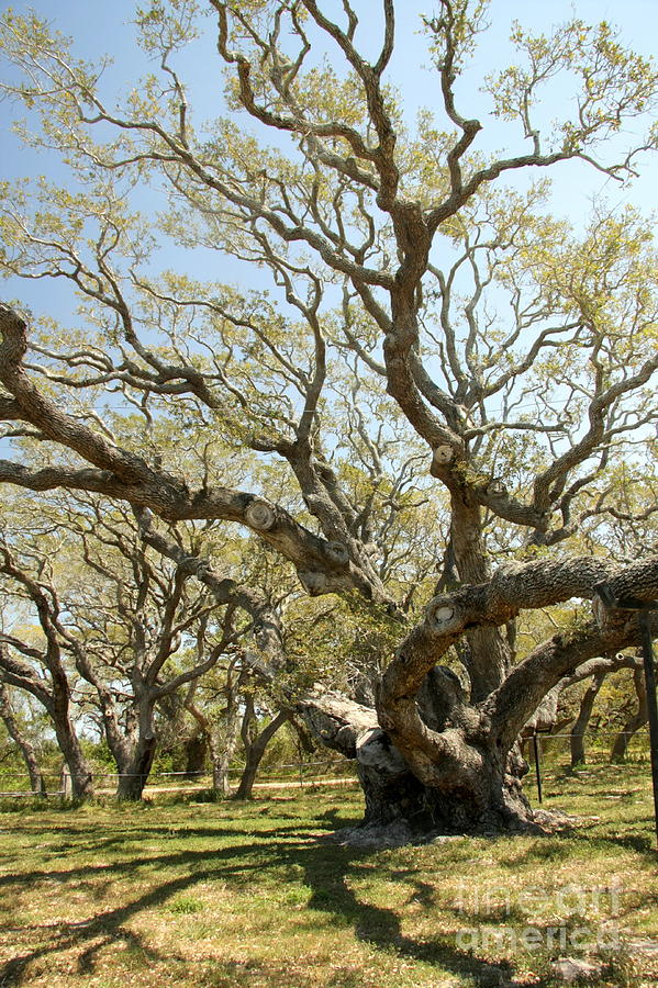 Nature Photograph - Live Oak #1 by Frank Townsley