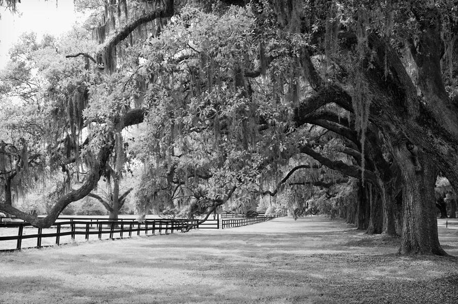 Black And White Photograph - Live Oak Trees in Charleston #1 by Stephanie McDowell