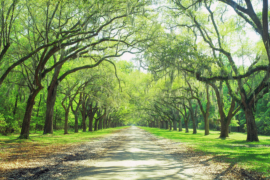 Live Oaks And Spanish Moss Wormsloe #1 Photograph by Panoramic Images