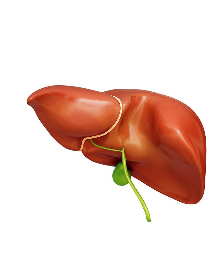 Liver And Gall Bladder Photograph by Pixologicstudio - Pixels