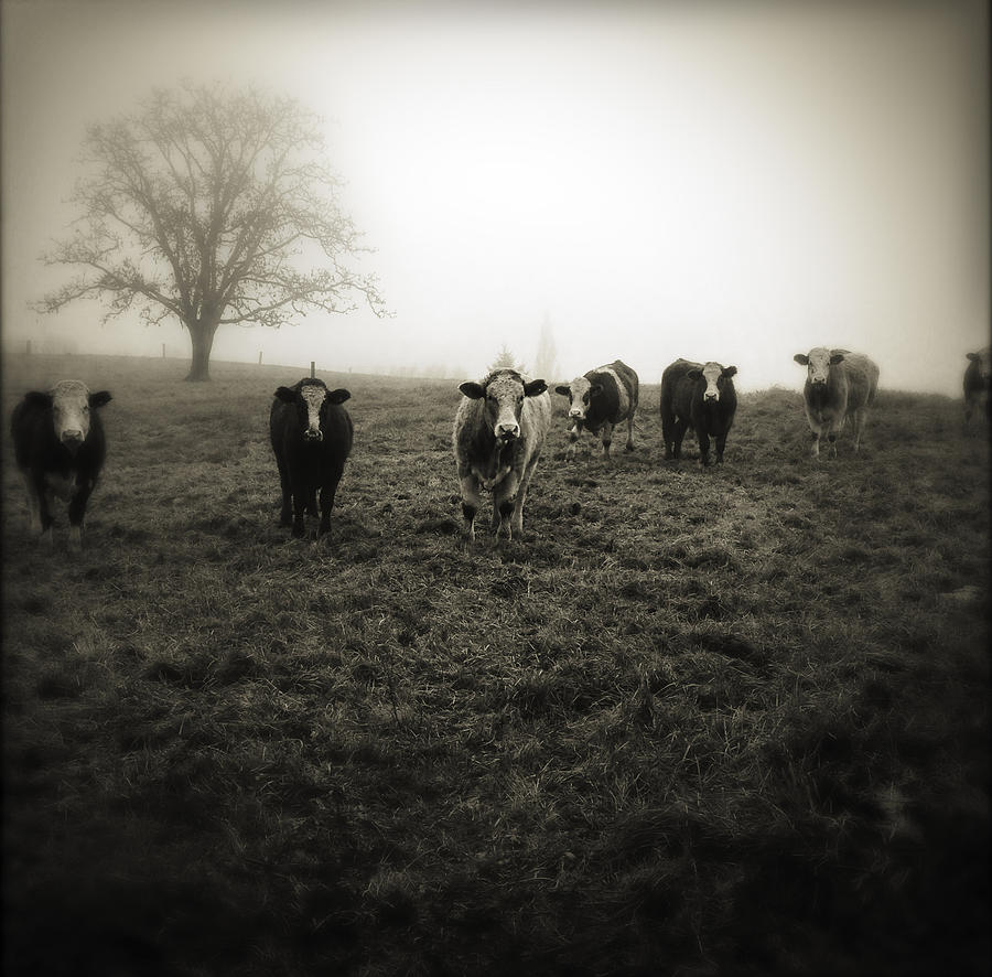Fog Photograph - Livestock by Les Cunliffe