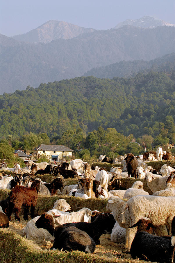 Sheep Photograph - Livestock On A Farm #1 by Simon Fraser/science Photo Library