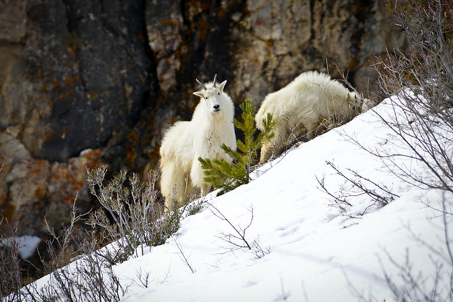 Goat Photograph - Living On The Edge #1 by Greg Norrell