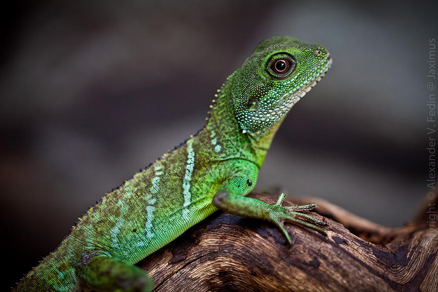 Lizard #1 Photograph by Alexander Fedin
