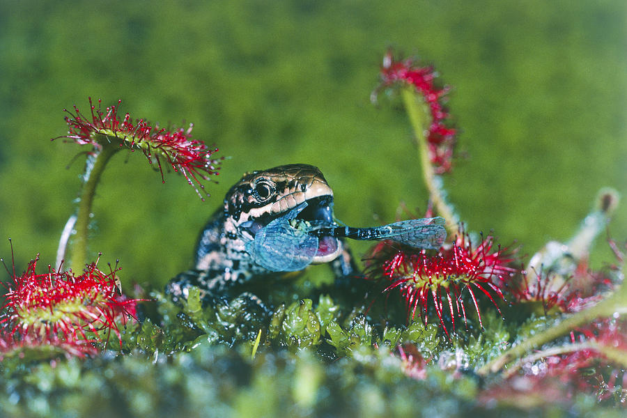 Lizard Stealing Lacewing From Sundew #1 Photograph by Perennou Nuridsany
