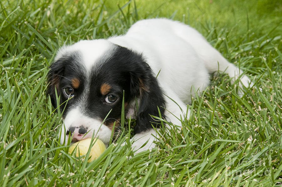 Llewellyn Setter Puppy #1 Photograph by William H. Mullins