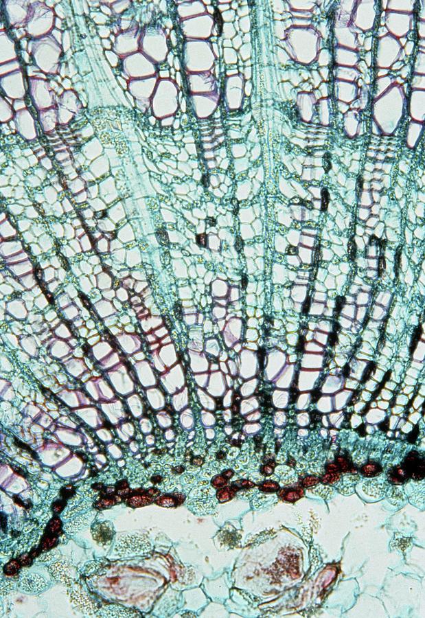 Lm Of A Section Through A Lime Tree Stem Photograph by Sidney Moulds ...