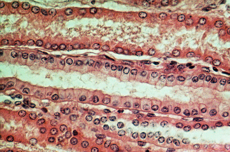 Lm Of Simple Cuboidal Epithelium #1 Photograph by Robert Knauft / Biology Pics
