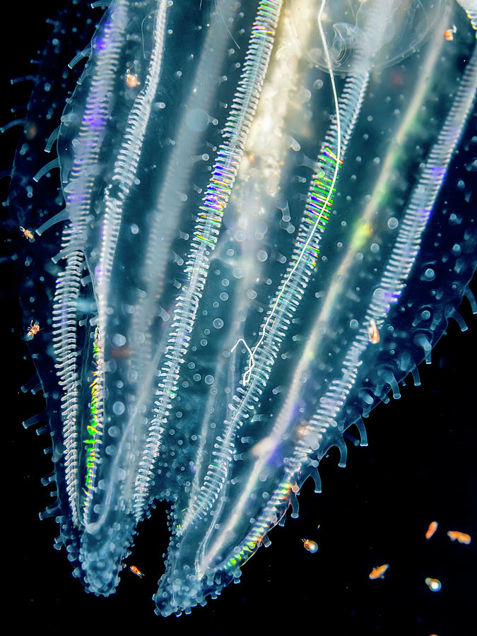 Lobate Ctenophore Or Comb Jelly #1 Photograph by Thomas Kline