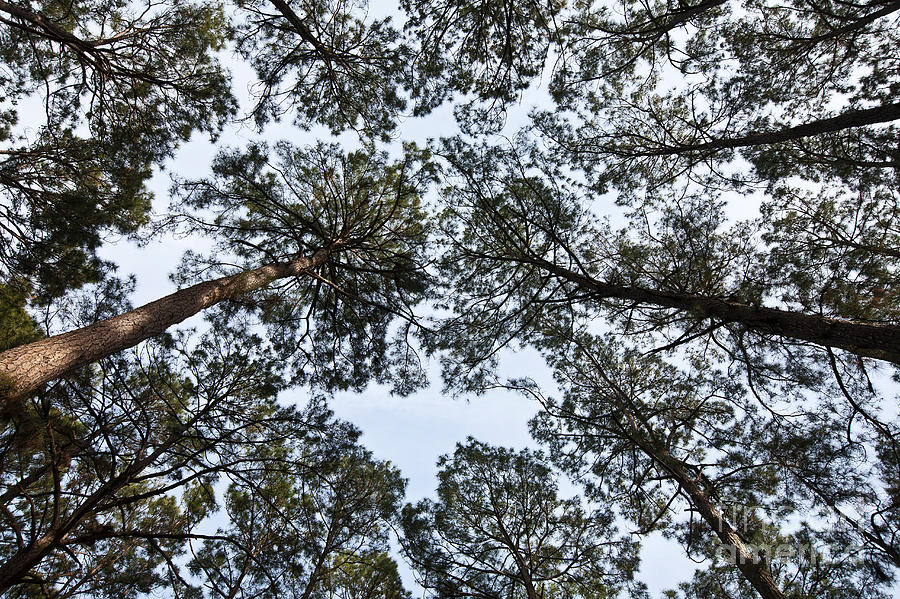 Loblolly Pine Forest Canopy #1 Photograph by Greg Dimijian