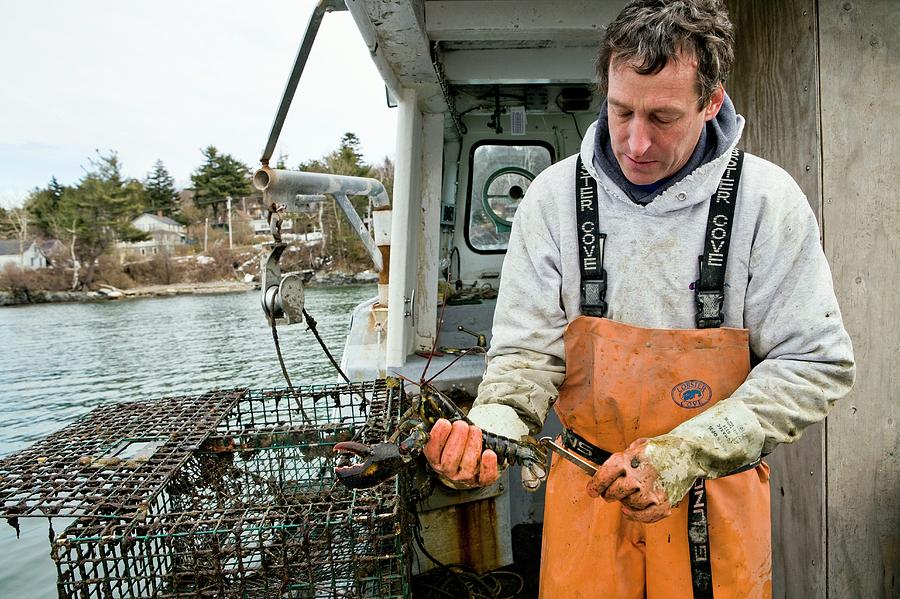 Lobster Fisherman #1 Photograph by Science Photo Library Lobster Fisherman #1 Photograph by Science Photo Library