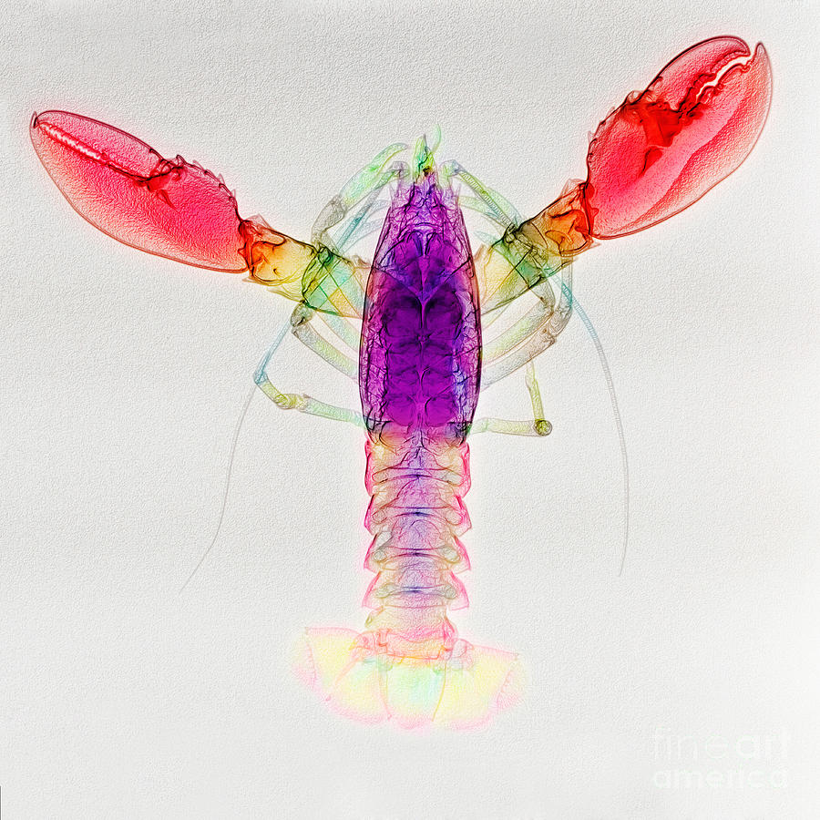 Animal Photograph - Lobster, X-ray #1 by Scott Camazine