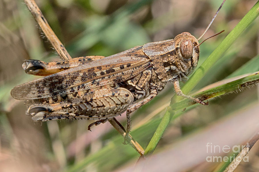Locust - Calliptamus barbarus female #1 Photograph by Jivko Nakev