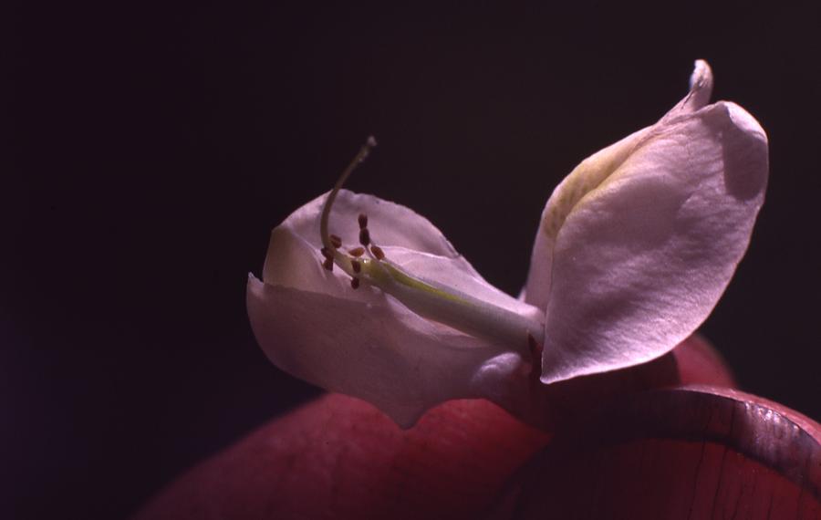 Locust Flower #1 Photograph by Retro Images Archive
