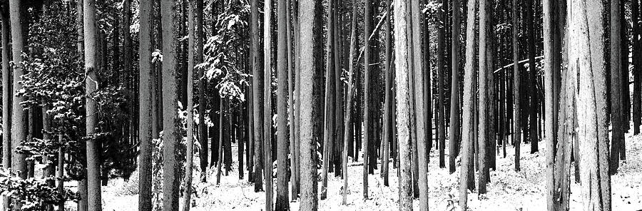 Black And White Photograph - Lodgepole Pines And Snow Grand Teton #1 by Panoramic Images