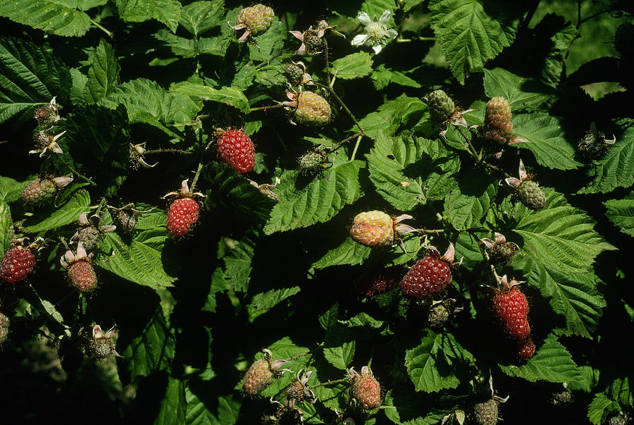 Loganberries #1 Photograph by A.b. Joyce
