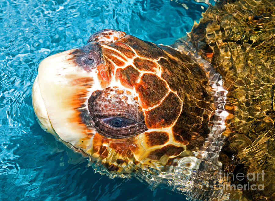 Loggerhead Sea Turtle #16 Photograph by Millard H Sharp