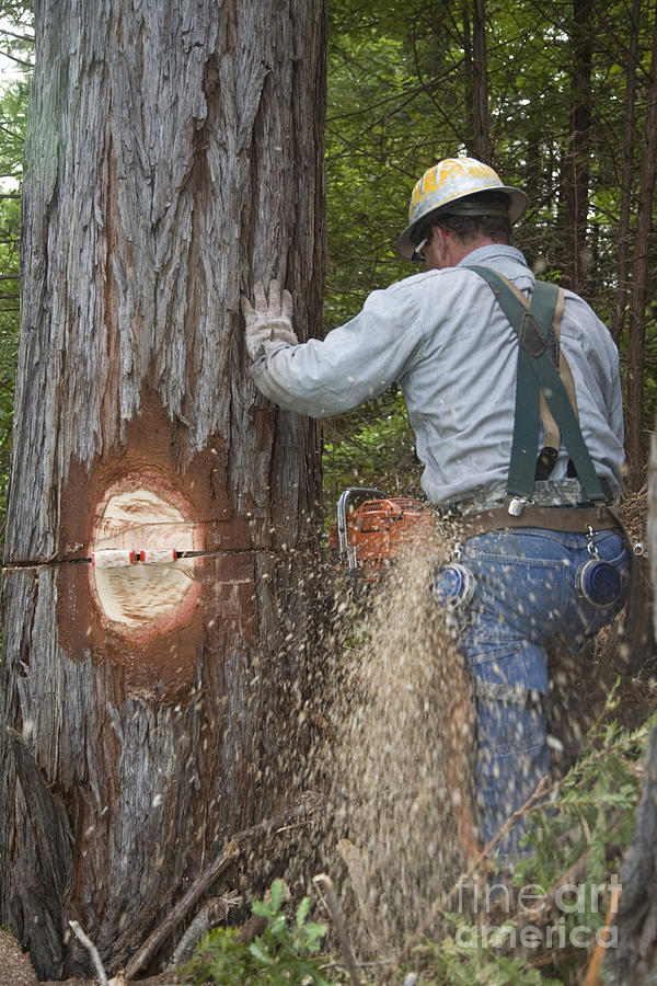 Logging #1 Photograph by Jim West